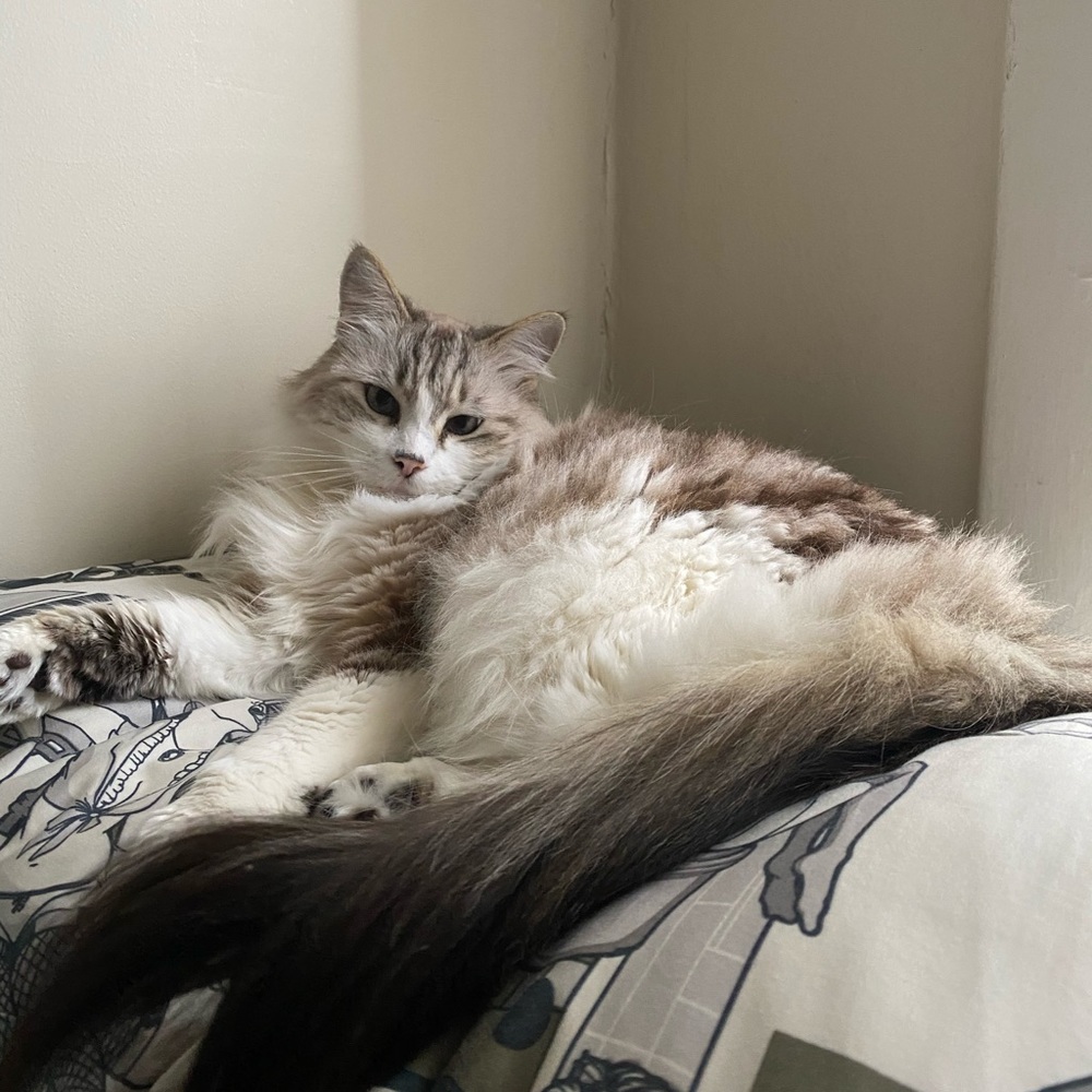 Curious Cat Lives Here - Picture 12 of 16